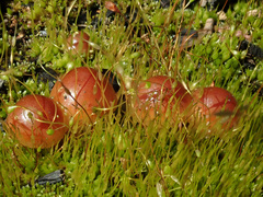 Pholiota highlandensis