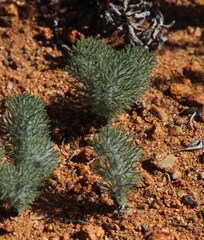 Eriospermum paradoxum