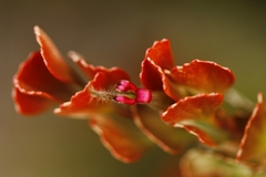 Adenanthos cuneatus
