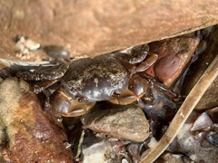 Cyclograpsus granulosus