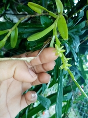Epidendrum cardiophorum image