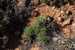 Pelargonium dasyphyllum