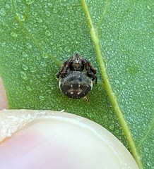 Araneus rotundulus