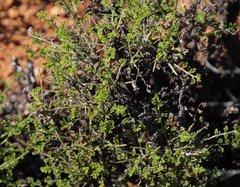 Pelargonium dasyphyllum