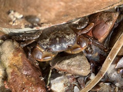 Cyclograpsus granulosus