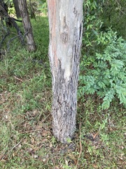 Eucalyptus amplifolia