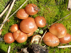 Pholiota highlandensis