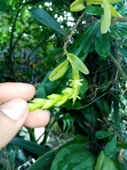 Epidendrum cardiophorum