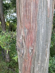 Eucalyptus amplifolia