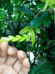 Epidendrum cardiophorum