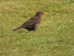 Turdus merula