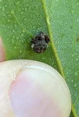 Araneus rotundulus