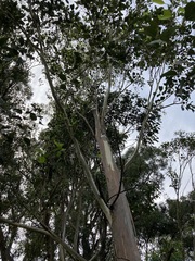 Eucalyptus amplifolia