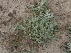 Helichrysum arenarium