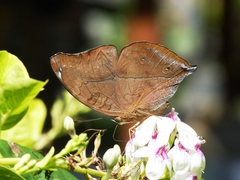 Doleschallia bisaltide