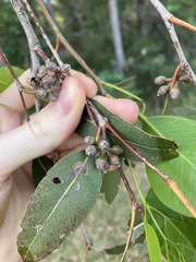Eucalyptus amplifolia
