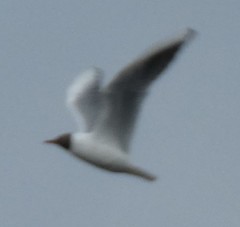 Chroicocephalus ridibundus