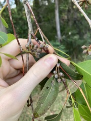 Eucalyptus amplifolia