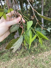 Eucalyptus amplifolia