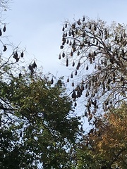 Pteropus poliocephalus