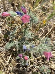 Echium judaeum