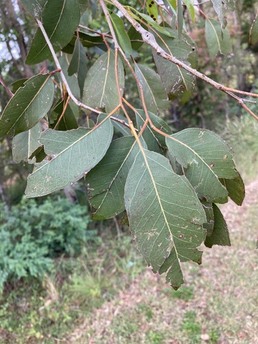 Image of Eucalyptus amplifolia by (c) Thomas Mesaglio, some rights reserved (CC BY)