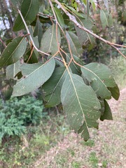 Eucalyptus amplifolia