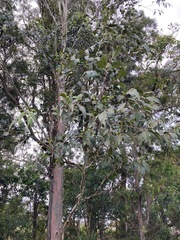 Eucalyptus amplifolia