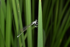 Pseudocopera annulata