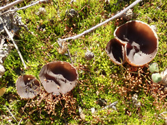Geoscypha violacea