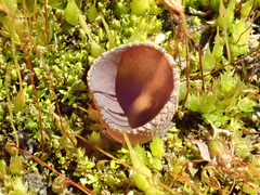 Geoscypha violacea