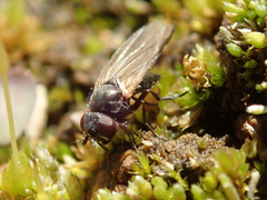 Earomyia lonchaeoides