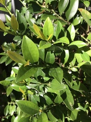 Buxus natalensis
