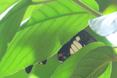 Papilio iswara