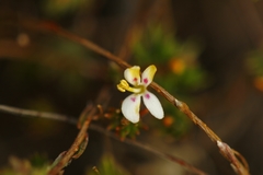 Stylidium repens