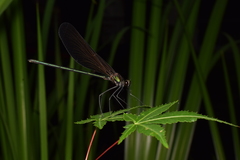 Atrocalopteryx atrata