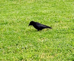 Corvus corone