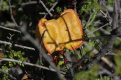 Erythrophysa alata