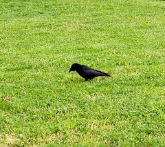 Corvus corone