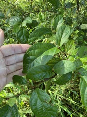 Mallotus claoxyloides