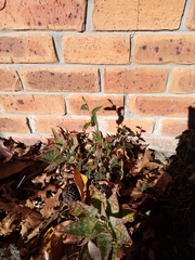 Cotoneaster frigidus