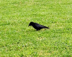 Corvus corone