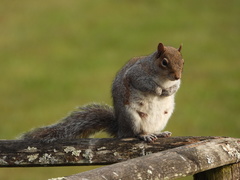 Sciurus carolinensis