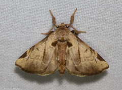 Apatelodes pudefacta