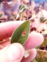Cotoneaster frigidus