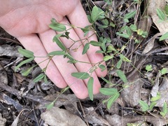 Zornia dyctiocarpa