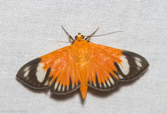 Phostria lithosialis