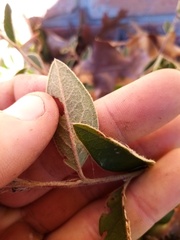 Cotoneaster frigidus