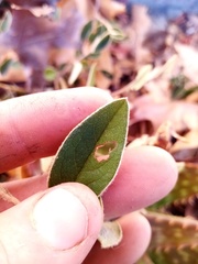Cotoneaster frigidus