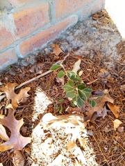 Cotoneaster frigidus